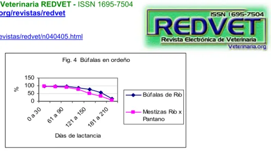 Fig. 4  Búfalas en ordeño