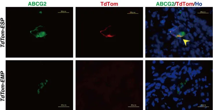 Figure 5. Co-expression of ABCG2 and TdTom in TdTom-ESP , but not TdTom-EMP . Representative immunofluorescent images of the TdTom- TdTom-ESP - and TdTom-EMP-derived reconstituted endometrial tissues immunostained with anti-TdTom antibody together with an 