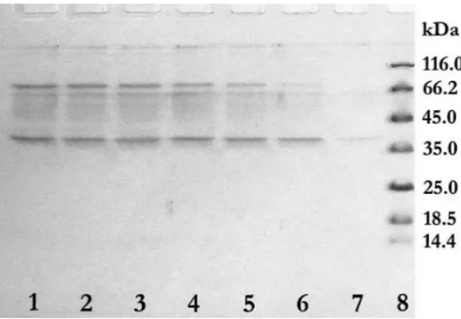 Figure 1. SDS PAGE of fermentation broth during cultivation,  after staining with CBB: lines 1 to 7 – fermentation broth  starting from seventh to first day of cultivation, line 8 –  mole-cular weight markers (14,4 kDa lisozym; 18,4 kDa  β  -lactoglo-bulin
