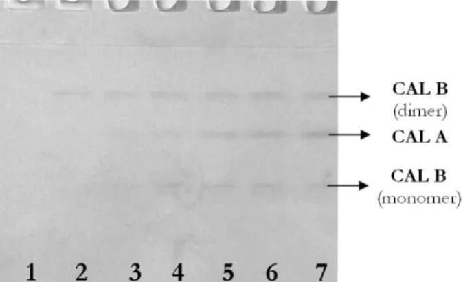 Figure 6. Hydrolytic zymogram with α-naphtyl butirate and  Fast blue RR after SDS PAGE of fermentation broth during  cultivation: lines 1 to 7 – fermentation broth starting from  first to sevnth day of cultivation