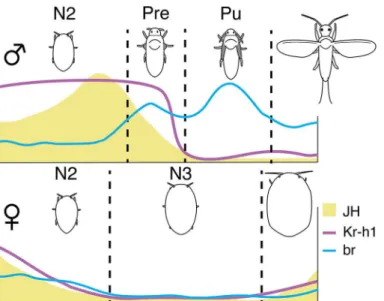 Fig 6. Summary of differential JH titers and early response gene patterns when phenotypic differences arise during post-embryonic development in P
