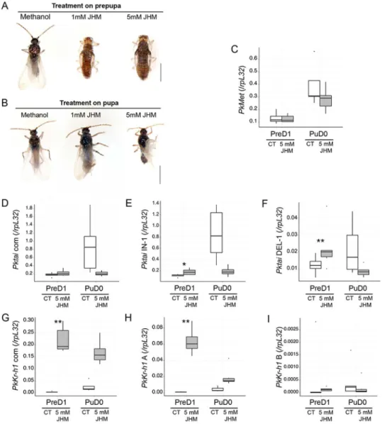 Fig 3. JHM pyriproxyfen effects on male development and JH signaling. A. Treatment during prepupa.