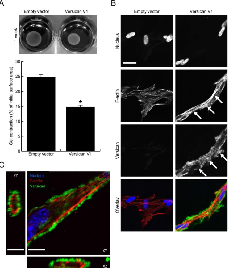 Fig 5. Versican increases fibroblast-mediated contraction of a collagen lattice. (A) Representative images of contracted collagen gels are shown along with the quantified surface areas of contracted gels