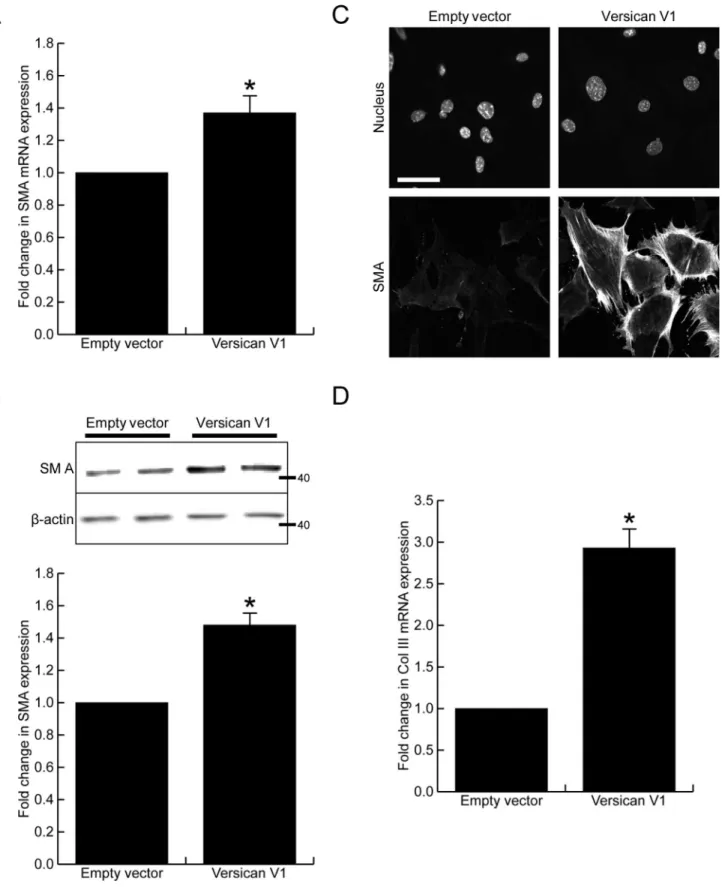 Fig 4. Versican increases smooth muscle α-actin expression. (A) Versican induced a 1.38 ± 0.15 fold increase in smooth muscle α-actin mRNA expression, p<0.05