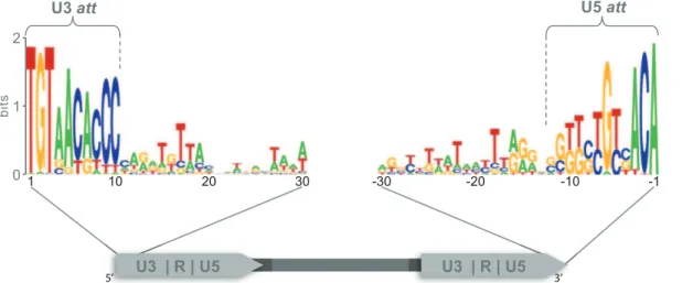 Figure 3. Correlation between LTR length and length of the entire element. The length of the LTR and the complete element were taken from the LTR_STRUC output