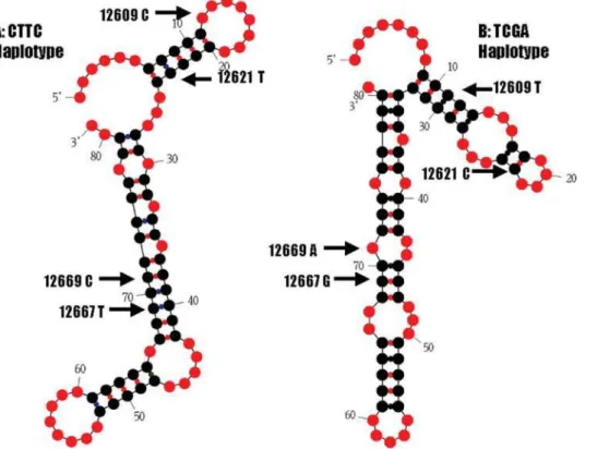 Figure 4. UCN3 mRNA secondary structure predicted by Mfold on a partial sequence of 81 bp surrounding four coding SNPs