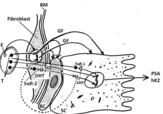Fig. 1 – Stromal-epitelial interaction (Autor T. Pejčić)   E – estrogen; T – testosterone; DHT – dihydrotestosterone; 