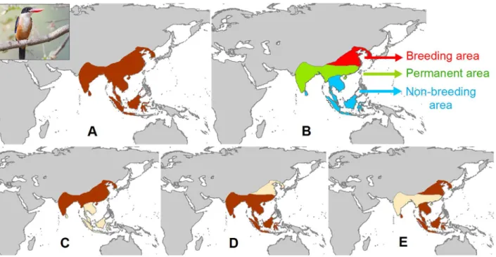 Figure 1. Example of the distribution of a migratory species (Black-capped Kingfisher Halcyon pileata )