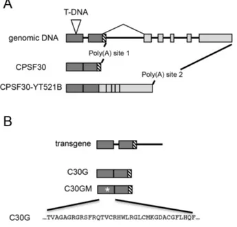 Fig. 1. Structures of the transgenes assembled for this study, with an insert showing the wt (A) and mutant CAM-binding domain (B)