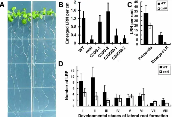 Fig. 3. Lateral root development of the oxt6 mutant and complemented plants. (A) Image of 10-days-old wild-type (wild-type, left) and oxt6 (right) seedlings grown on a half MS medium plate