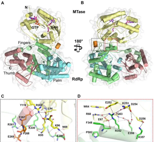 Fig 1. Crystal structure of DENV3 NS5. (A) Overall structure of the NS5 protein from DENV3 in cartoon representation viewing from the bottom of RdRp.