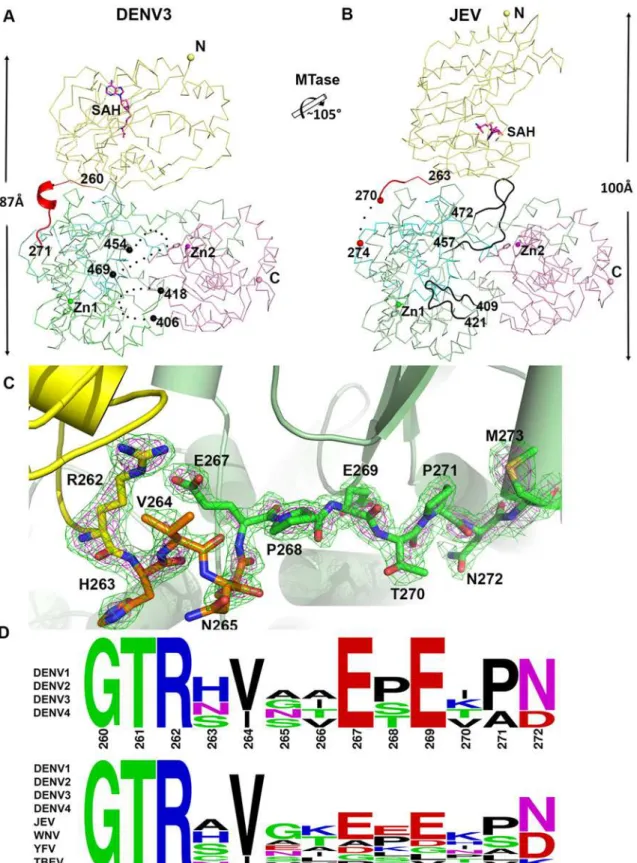 Fig 3. Comparison of conformations between DENV3 NS5 and JEV NS5 structures. (A) and (B) Side-by-side view of the DENV3 NS5 and the JEV NS5 structures in thin ribbon style