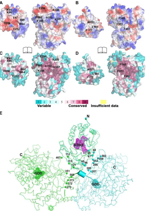Fig 4. Comparison of interfaces between DENV3 and JEV NS5. RdRp domains of the two structures have been displayed in the same orientation and the buried surfaces (indicated by the labeled interface residues) from the RdRp domains are relatively overlapping