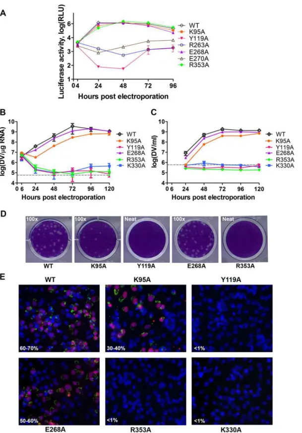 Fig 5. Replication profiles of NS5 interface mutants. (A) Renilla luciferase activities of DENV4 WT and mutant replicons