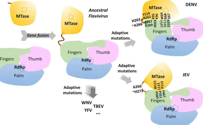 Fig 6. A schematic model for the divergent evolution of flaviviral NS5 proteins. The same color scheme as in Fig