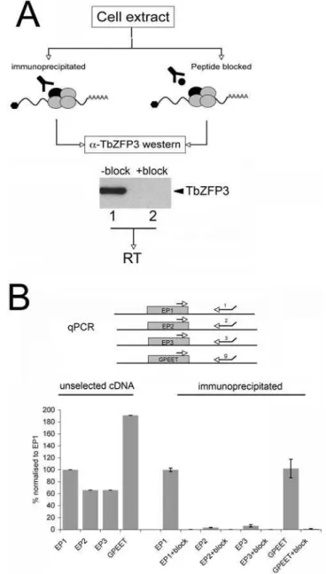 Figure 1. Co-immunoprecipitation of EP1 and GPEET procyclin mRNA, but not EP2 and EP3 mRNA, by Tb ZFP3