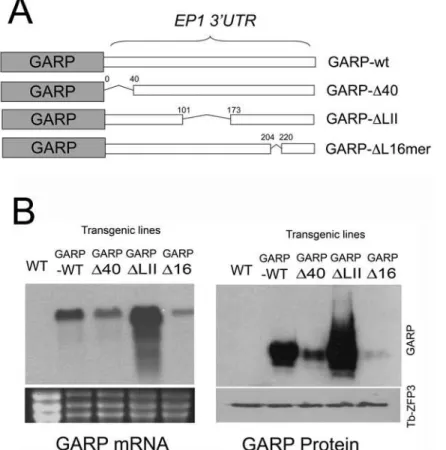 Figure 5A (lanes 1–4) shows endogenous and ectopically expressed TbZFP3 mRNA in each cell line, whereas lanes 5–8 shows hybridisation to the same RNAs of a generic EP procyclin riboprobe
