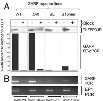 Figure 5. Effect of ectopic over-expression of Tb ZFP3 on procyclin mRNA levels. (A) Northern blots of procyclic forms (PCF) and bloodstream form (BSF) transgenic trypanosome lines that induce the ectopic expression of TbZFP3 under a tetracycline regulatab