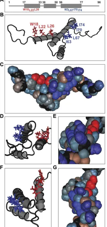 Figure 1. The NMR structure of Vpr shows solvent exposed hydrophobic residues along helices 1 and 3