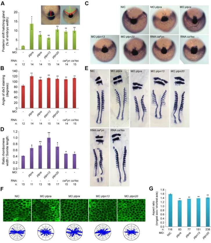 Figure 2. PTP knockdowns affect C/E and cell polarization. (a) Zebrafish embryos were microinjected with morpholinos (high concentration) targeting the different phosphatase genes or RNA constructs encoding constitutively active forms of Fyn or Yes at the 