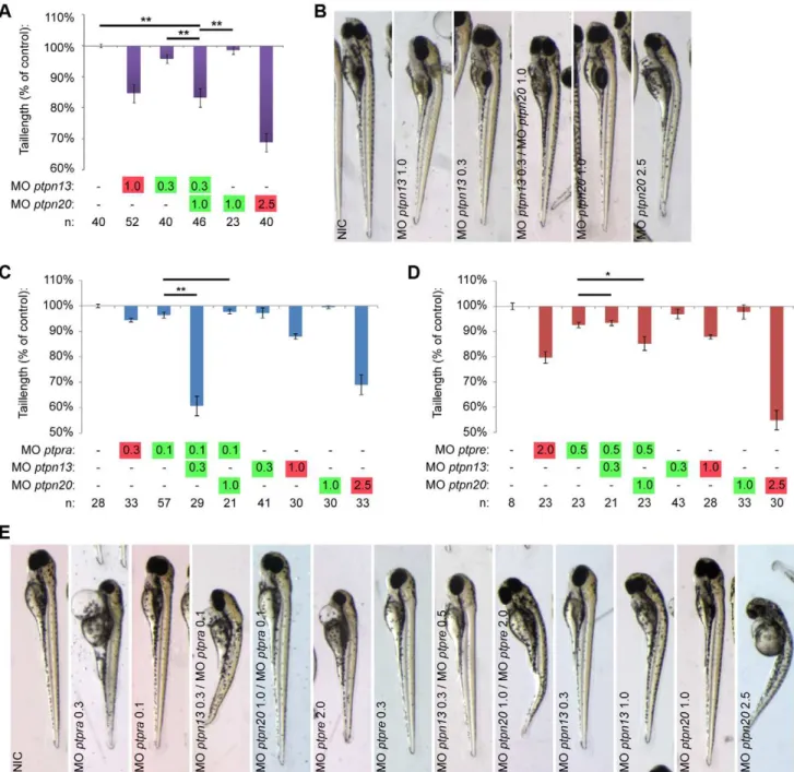 Figure 3. Ptpn13 and ptpn20 cooperate with each other and with ptpra and ptpre . Morpholinos targeting ptpn13 and ptpn20 were injected in the zebrafish at the one cell stage, and concentrations were titrated down until no phenotype was observed