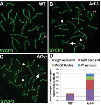 Figure 11. Arf -null pachytene spermatocytes exhibit synaptic defects. (A–C) Staining of surface spread spermatocytes for SYCP3 marks the lateral elements of bivalents