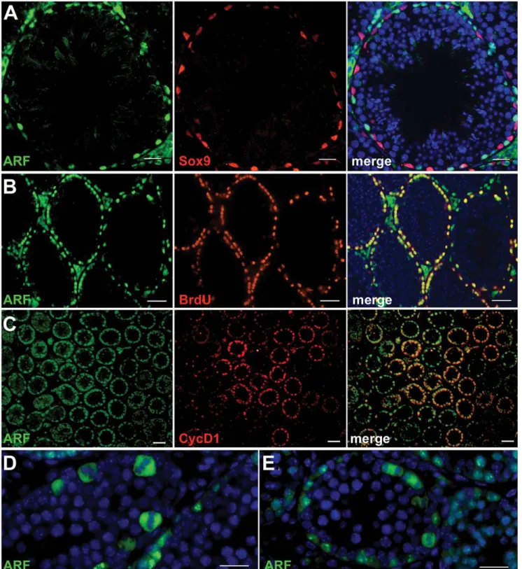 Figure 1. Arf protein expression in mitotically dividing spermatogonia. Protein expression in sections of seminiferous tubules were determined by immunofluorescence analysis