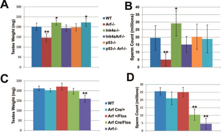 Figure 3. Loss of expression of p19 Arf in Arf Cre/Flox testes.