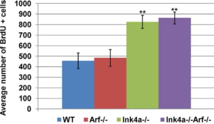 Figure 5. Increased frequency of BrdU-incorporating sper- sper-matogonia in Ink4a -null mice