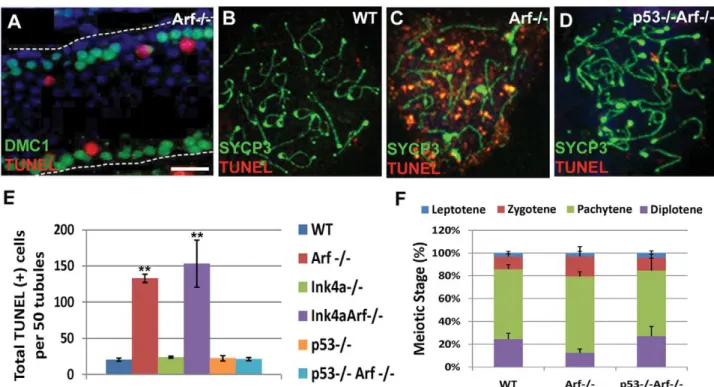 Figure 6. Arf deficiency leads to increased apoptosis of primary spermatocytes. (A) During spermatogenesis, germ cells move intraluminally as they differentiate, initially yielding primary meiotic spermatocytes (immunostained for Dmc1, green) that have det