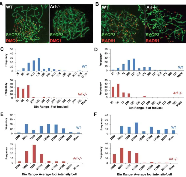 Figure 10. Diminished Dmc1/Rad51 focus formation in Arf -deficient spermatocytes. (A, B) Surface spread spermatocytes from three month old WT (left panels) and Arf-null (right panels) mice were immunostained for SCP3 (A, B; green) and Dmc1 (A; red) or Rad5