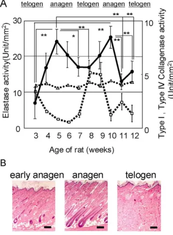 Figure 1. Proteinase activities at each stage of the rat hair cycle. Dorsal skins of SD rats at different hair cycle stages were homogenized and measured for Type I ( g) and Type IV (%) collagenases and elastase (