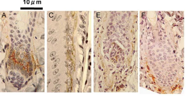 Figure 3. Localization of NEP at each stage of the hair cycle in rats. Immunostaining of rat skin sections including hair follicles was performed with an anti-NEP antibody