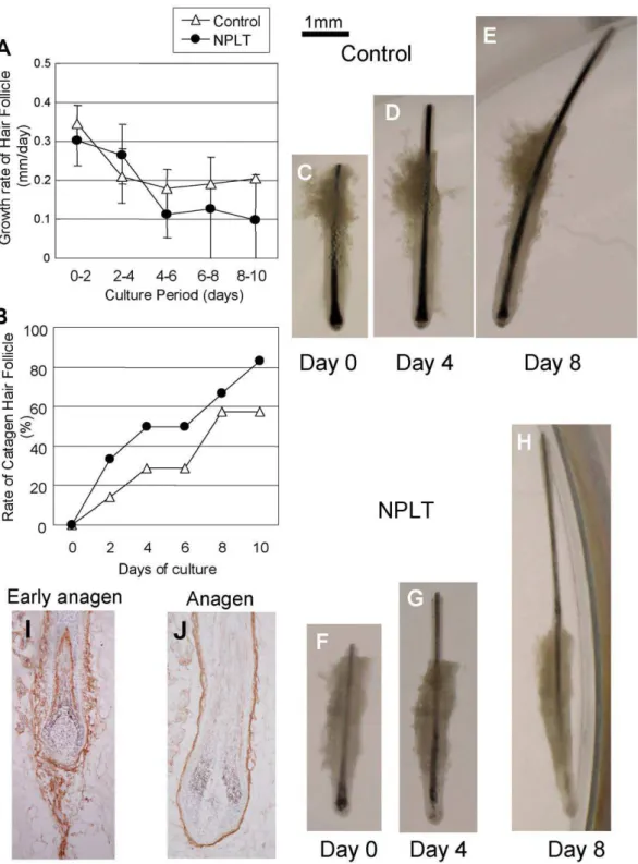 Figure S1 Nucleotide sequence of rat NEP cDNA with primer recognition sites indicated in boldface andFigure 6