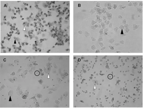 Figure 5. Vaginal cytology representing each stage of estrous. Three cell types are identified: leukocytes (circle), cornified epithelial (black arrow), and nucleated epithelial (white arrow)