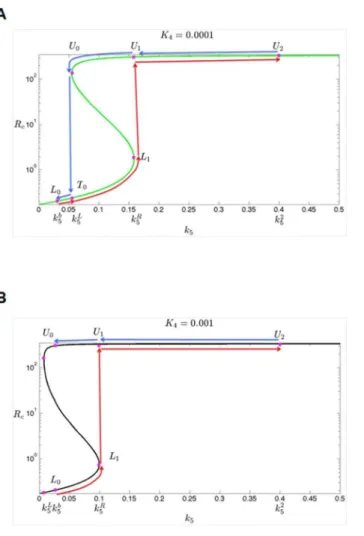 Fig. 4. Steady-state bifurcation diagrams. The dependence of the steady states of variable R c (RNA level of c-KIT) on parameter k 5 (transcription rate of E2F6) for different values of K 4 : (A) K 4 50.1 (i.e., low inhibition efficiency of E2F6), (B) K 4 