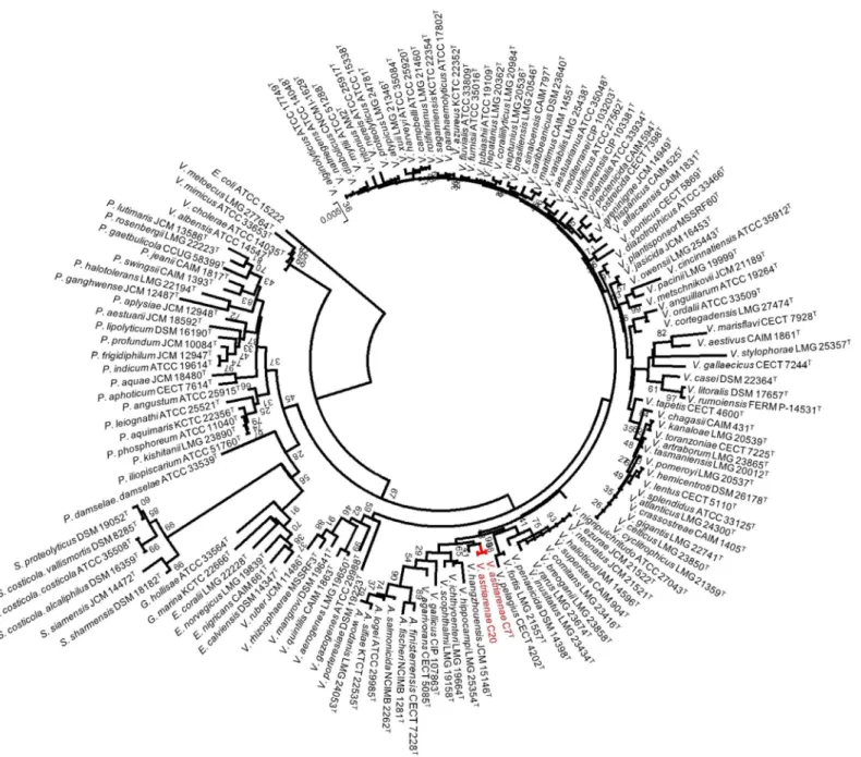 Fig 1. Phylogenetic tree on the basis of 16S rRNA gene sequences by neighbor-joining method