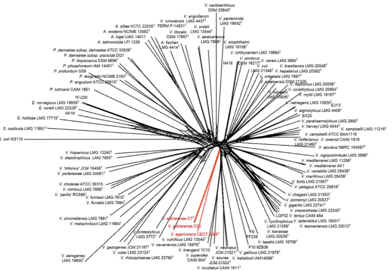 Fig 3. Concatenated split network tree based on eight gene loci. The gapA, gyrB, ftsZ, mreB, pyrH, recA, rpoA, and topA gene sequences of 100 taxa were concatenated including the representative of novel vibrios in the current study (Vibrio astriarenae sp