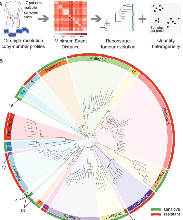 Fig 1. Overview of the analysis and the clinical dataset. (A) Numerical quantification of intra-tumour genetic heterogeneity by evolutionary comparisons.