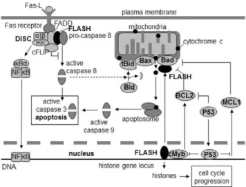 Figure 1. The role of FLASH in the apoptotic pathways. In the extrinsic pathway, the Fas ligand (FasL) binds to the Fas receptor and triggers the assembly of the DISC complex