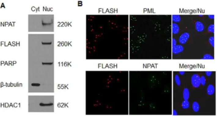 Figure 2. FLASH was found in the nucleus co-localized with NPAT. (A) HT1080 cells (5610 6 ) were fractionated into cytoplasmic (Cyt) and nuclear (Nuc) fractions (Materials and Methods)
