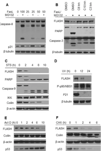 Figure 6. Effect of FLASH knockdown on the level of anti- anti-apoptotic proteins. (A) HT1080 cells were transfected with 3 different FLASH siRNAs for 72 hours