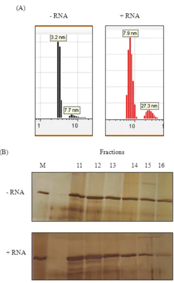 Figure 5. RNA induces hexameric form of MtbRho. (A) Dynamic Light Scattering profile of MtbRho