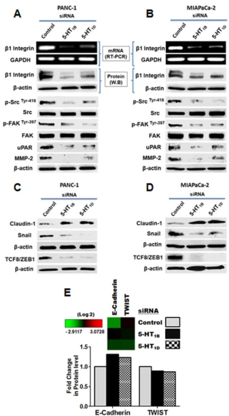 Figure 4. Downstream molecular effects of knockdown of the expression of 5-HT 1B and 5-HT 1D receptors, on invasion and proliferation biomarkers in PaCa cells