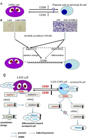 Fig 7. Summary figure. (A) CD99 downregulation leads to the transformation of murine B lymphoma cells (A20) into cells with a H/RS phenotype, whereas CD99 upregulation induces differentiation of classical Hodgkin’s lymphoma (cHL) cells (L428) into terminal