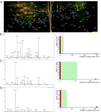Fig 1. Representative 2D-DIGE, PMF and Mascot score maps of L428 cells and A20 cells. (A) Left panel: