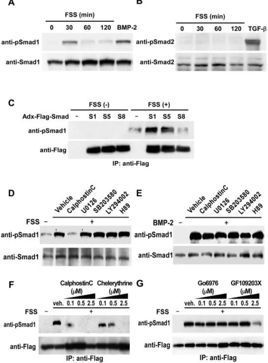 Figure 1. Mechanical stress induces phosphorylation of BR-Smads via PKC. (A and B) Experiments were performed by culturing mPOBs for 48 h and then exposing them to FSS for the indicated times