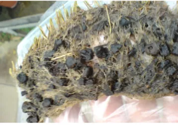 Fig. 2:  Grass  root  association  when  0.5%  w/w  ca.  125  mm 3   sulphonated  neutralised  styrene  (spongy)  PolyHIPE  Polymer (SNS-PHP) was used in the soil as soil conditioner with daily watering 