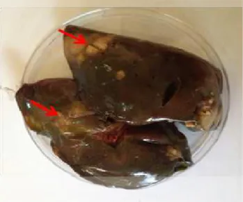Figure 1: Showing enlargement of liver (hepatomegaly)  spotted target lesions representing an areas of necrosis red  arrow which appears as nodules in the surface of liver  infected with Histomonas meleagridis