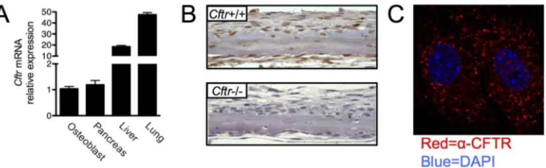 Figure 2. Lack of CFTR expression in osteoclasts. (A) Cftr mRNA expression analysis of calvarial osteoblasts, undifferentiated and osteoclast- osteoclast-differentiated (M-CSF/RANKL-treated) RAW264.7 murine monocyte cells